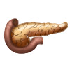 pancreas2